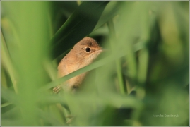 <p>RÁKOSNÍK OBECNÝ (Acrocephalus scirpaceus) /Eurasian reed warbler – Teichrohrsänger/</p>